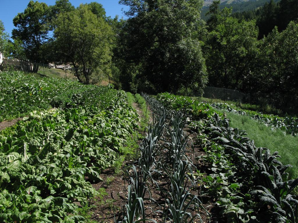 צ'זנה טורינזה Agriturismo Barba Gust מראה חיצוני תמונה
